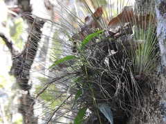 Tillandsia juncea