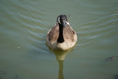 Branta canadensis