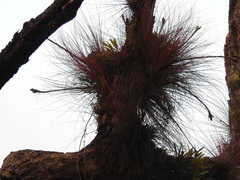 Tillandsia juncea