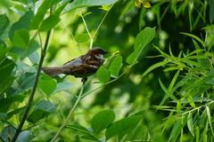 Passer domesticus
