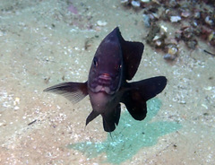 Parma oligolepis