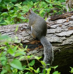 Sciurus carolinensis