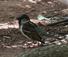 Passer domesticus