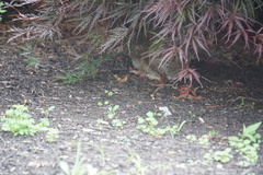 Sylvilagus floridanus