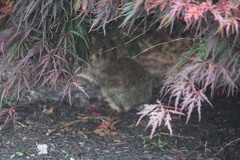 Sylvilagus floridanus