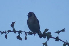 Carduelis carduelis