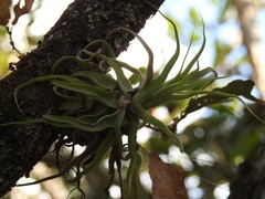 Tillandsia streptophylla
