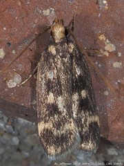 Martyringa latipennis