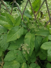 Aegopodium podagraria