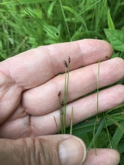 Eleocharis tenuis