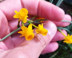 Narcissus scaberulus