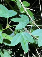 Passiflora aurantia samoensis