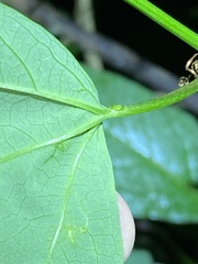 Passiflora aurantia samoensis