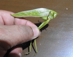 Philophyllia guttulata