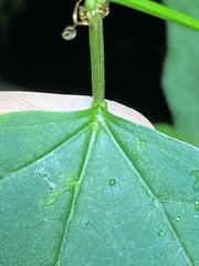 Passiflora aurantia samoensis