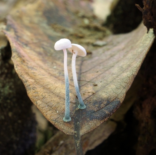 Black-stalked Marasmius