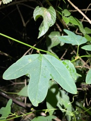 Passiflora aurantia samoensis