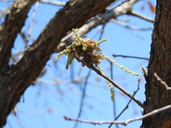 Quercus peduncularis