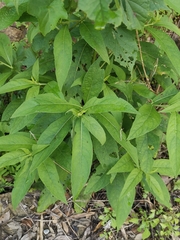 Carpesium abrotanoides