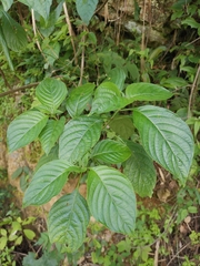 Mussaenda shikokiana