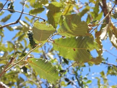Quercus peduncularis
