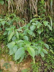 Mussaenda shikokiana