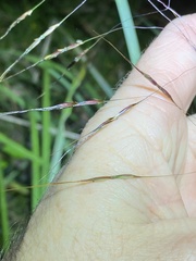 Capillipedium parviflorum