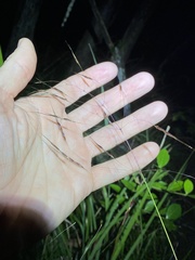 Capillipedium parviflorum