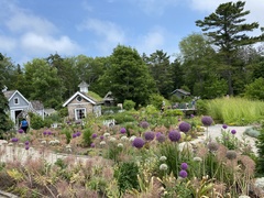 Allium giganteum