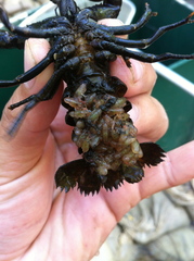 Pacifastacus leniusculus