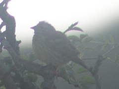 Emberiza citrinella