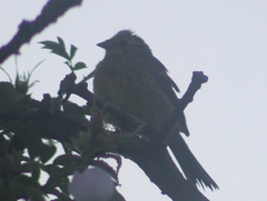 Emberiza citrinella