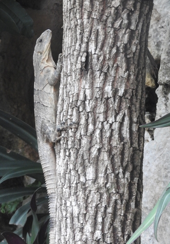 Iguana negra de cola espinosa