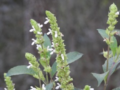 Salvia collinsii