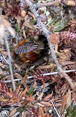 Bombus johanseni