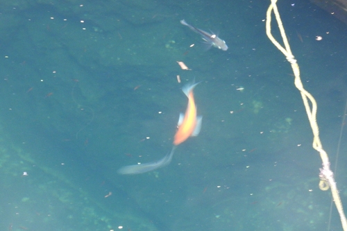 Carpa asiática dorada