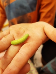 Orthosia cerasi