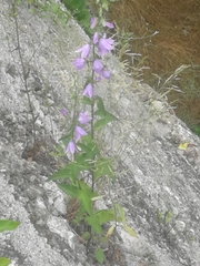 Campanula