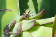 Chlorophorus annularis