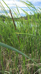 Typha linnaei