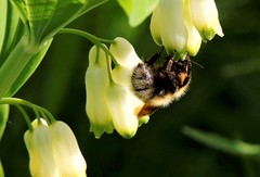 Bombus consobrinus