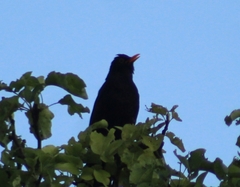 Turdus merula