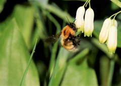 Bombus consobrinus