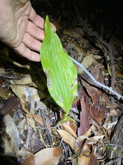 Eulophia cernua