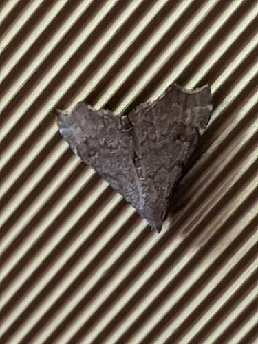 Pygmy Redectis Moth photo 5