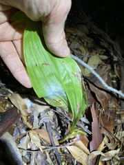 Eulophia cernua