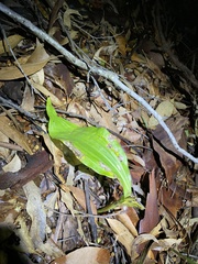 Eulophia cernua