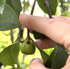 Garcinia oblongifolia