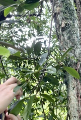 Garcinia oblongifolia