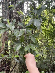 Garcinia oblongifolia